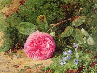 Rose rose sur une berge moussue, 1875